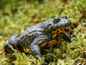 Смотреть фото Краснобрюхая жерлянка Фото Краснобрюхая жерлянка