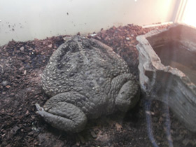 Смотреть фото Жаба-ага Фото Жаба-ага