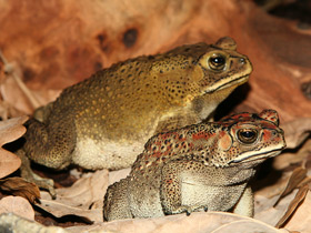 Малайская жаба Малайская жаба