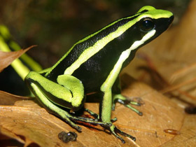 Фото Трехполосый древолаз