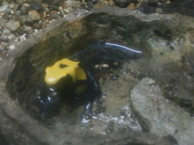 Фото Цитронелла