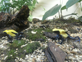 Фото Цитронелла