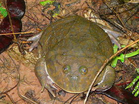 Фото Обыкновенная лягушка Баджита