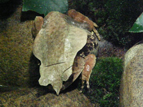 Фото Носатая рогатая чесночница