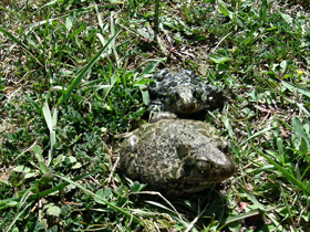 Фото Сирийская чесночница