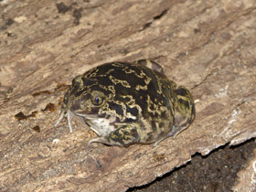 Фото Сирийская чесночница