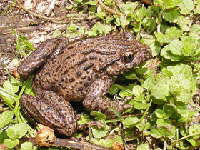 Фото Кавказская крестовка