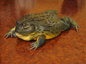 Африканская роющая лягушка Африканская роющая лягушка