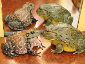 Африканская роющая лягушка Африканская роющая лягушка