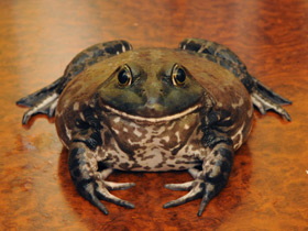 Фото Лягушка-бык