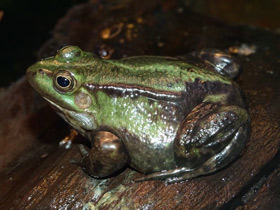 Смотреть фото Прудовая лягушка Фото Прудовая лягушка