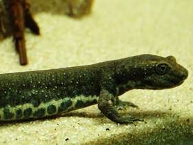 Смотреть фото Сардинский тритон Фото Сардинский тритон