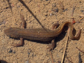 Смотреть фото Обыкновенный тритон Фото Обыкновенный тритон