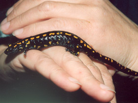 Смотреть фото Кавказская саламандра Фото Кавказская саламандра