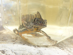 Фото Малоазиатский тритон