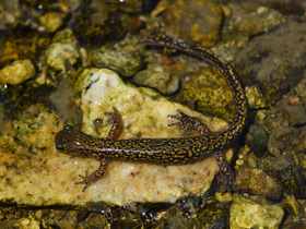 Фото Уссурийский когтистый тритон