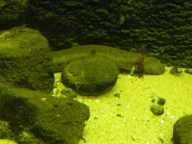 Фото Озёрный сирен