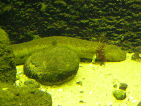 Фото Озёрный сирен