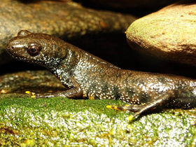 Смотреть фото Гребенчатый тритон Фото Гребенчатый тритон