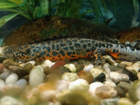 Смотреть фото Тритон Карелина Фото Тритон Карелина