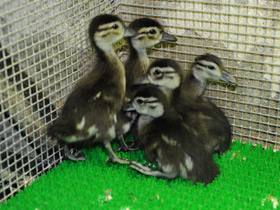 Фото Каролинка