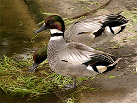 Смотреть фото Косатка Фото Косатка