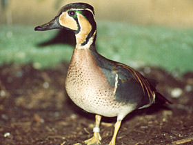 Фото Чирок-клоктун