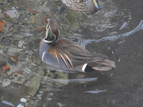 Фото Чирок-клоктун
