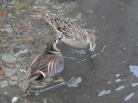 Фото Чирок-клоктун