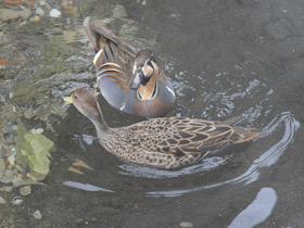 Фото Чирок-клоктун
