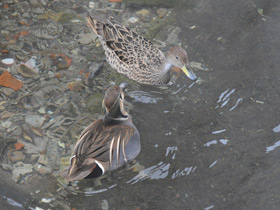 Фото Чирок-клоктун
