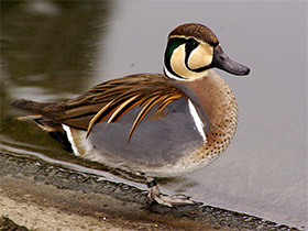 Фото Чирок-клоктун