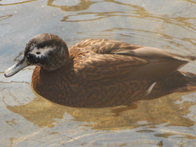Фото Лайсанский чирок
