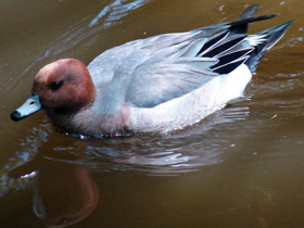 Смотреть фото Свиязь Фото Свиязь
