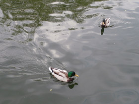 Фото Обыкновенная кряква