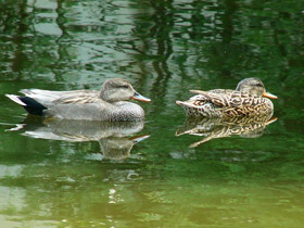 Смотреть фото Четвероногие чистюли Фото Четвероногие чистюли