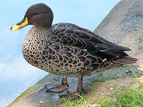 Смотреть фото Желтоклювая кряква Фото Желтоклювая кряква