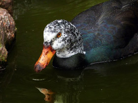 Белокрылая утка Белокрылая утка