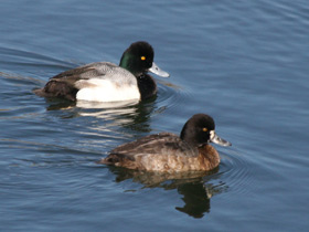 Смотреть фото Морская американская чернеть Фото Морская американская чернеть
