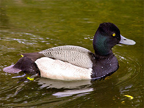 Смотреть фото Морская американская чернеть Фото Морская американская чернеть