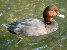 Фото Американская чернеть