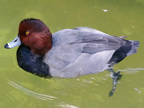 Фото Американская чернеть