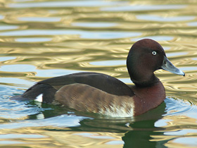 Смотреть фото Нырок Бэра Фото Нырок Бэра