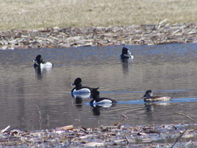 Фото Ошейниковая чернеть