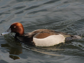 Фото Красноголовый нырок