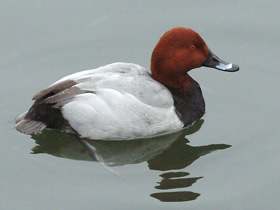 Красноголовый нырок Красноголовый нырок