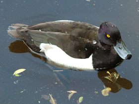 Хохлатая чернеть Хохлатая чернеть