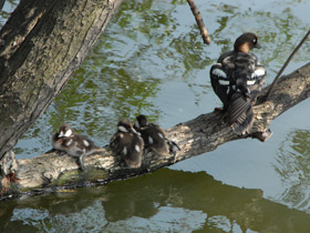 Фото Гоголь обыкновенный
