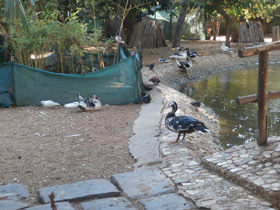 Смотреть фото Мускусная утка Фото Мускусная утка