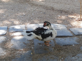 Смотреть фото Мускусная утка Фото Мускусная утка